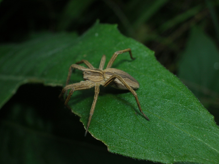 Pisaura sp.