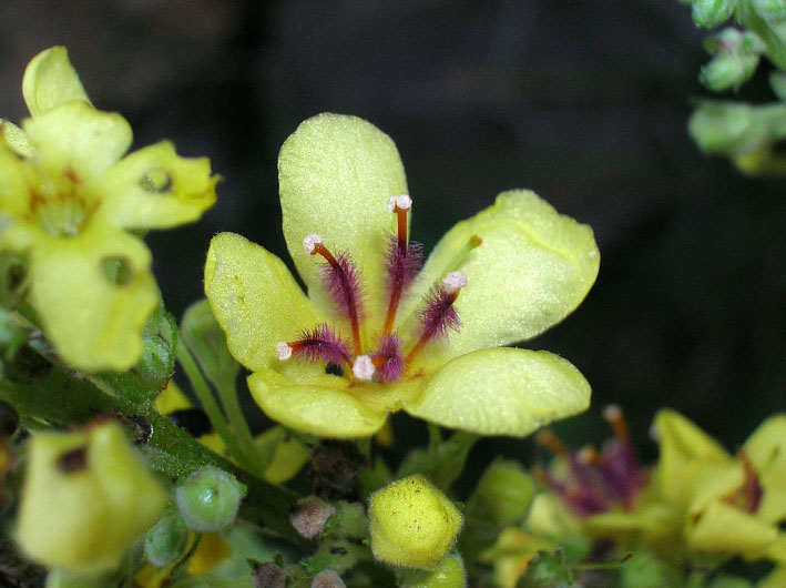 Verbascum nigrum