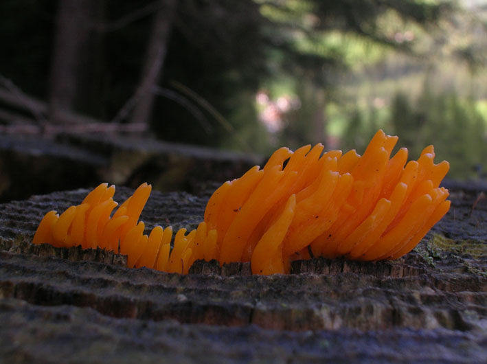 Calocera viscosa?