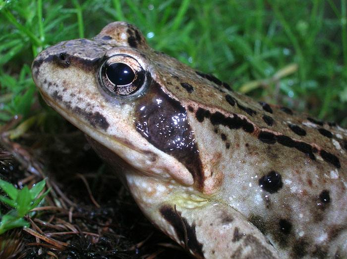 Rana temporaria