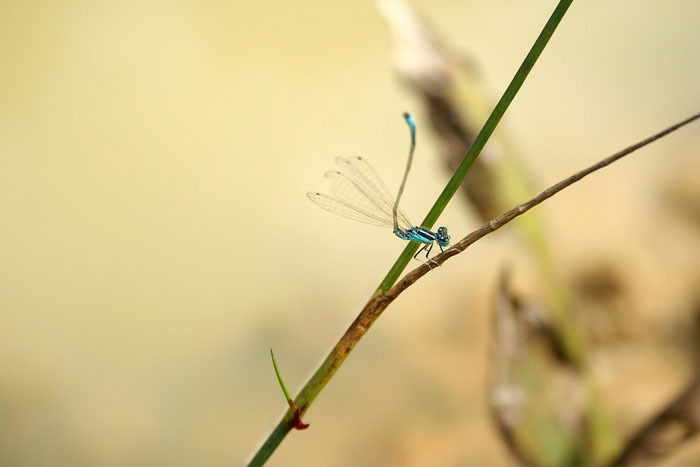 Coenagrionidae: Ischnura pumilio