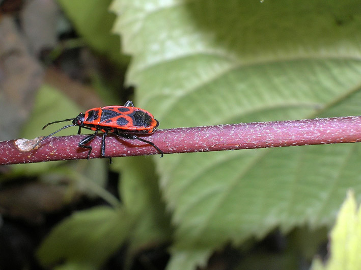 Pyrrhocoris apterus e Orthetrum coerulescens