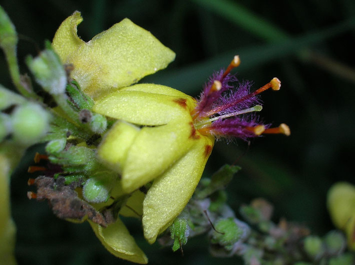 Verbascum nigrum