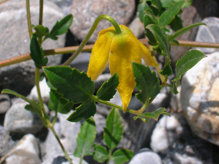 Clematis tangutica (pianta coltivata)