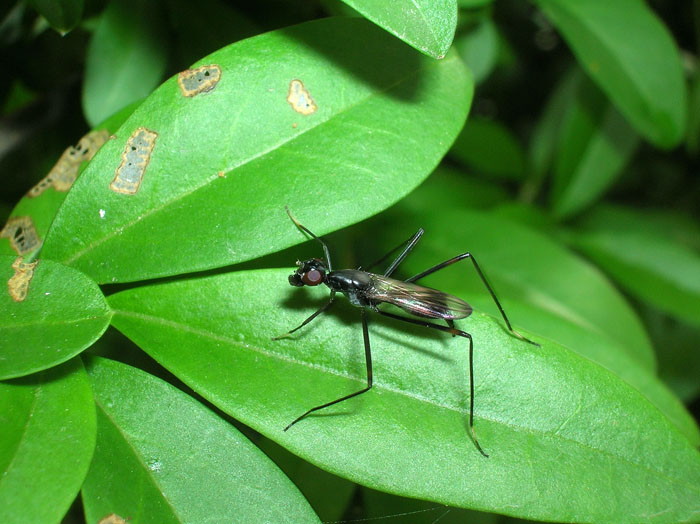 Rainieria calceata (Diptera, Micropezidae)