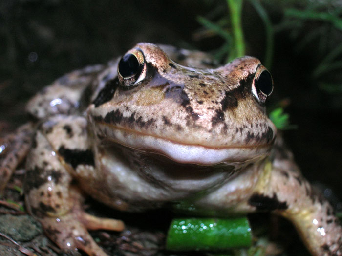 Rana temporaria