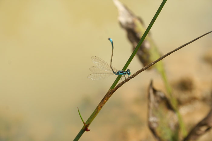 Coenagrionidae: Ischnura pumilio