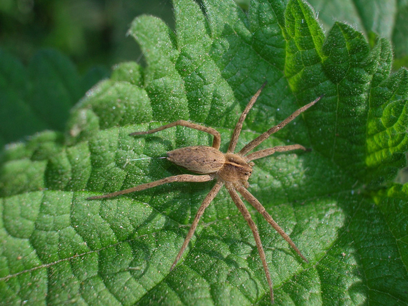 Pisaura sp.