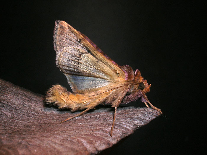 Asciugatura della Chrysodeixis chalcites