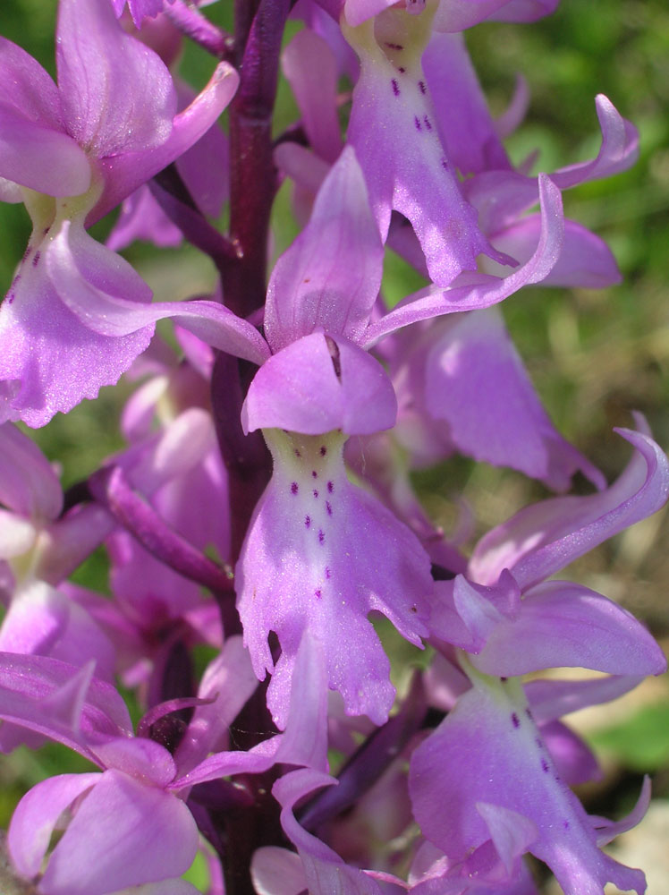 Orchis mascula