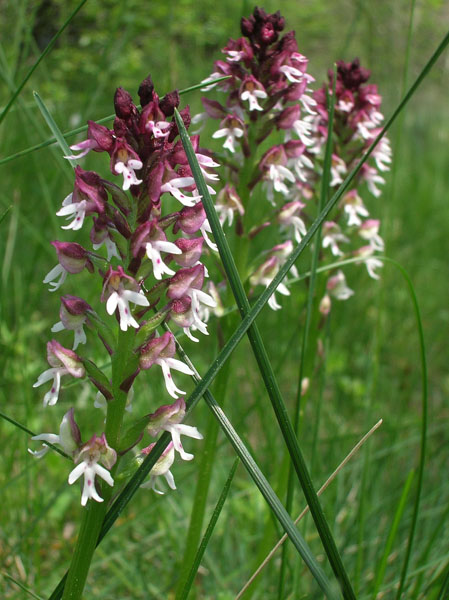 Orchis ustulata