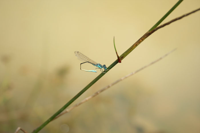 Coenagrionidae: Ischnura pumilio