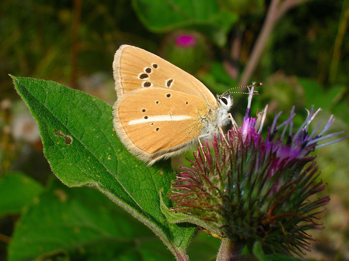 Polyommatus damon