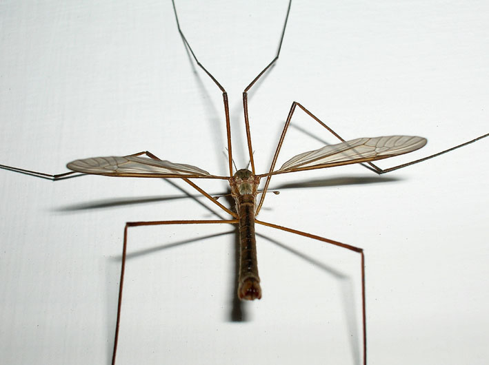 Tipula