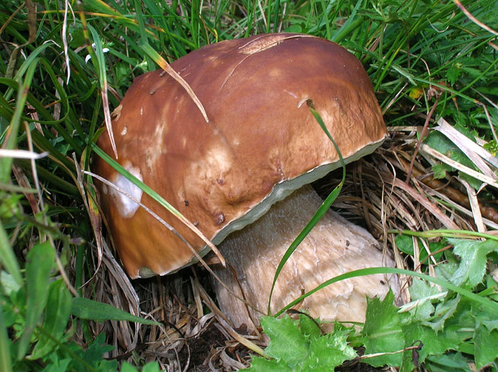 Boletus edulis?