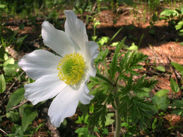 Pulsatilla alpina / Anemone alpino