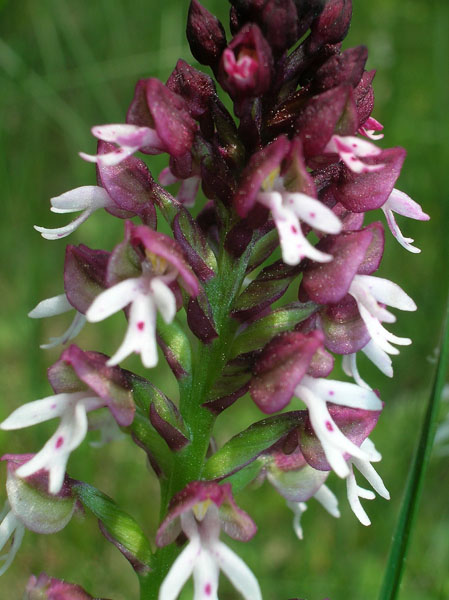 Orchis ustulata