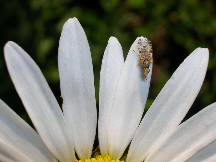 Tephritidae? Si Dioxyna sp.