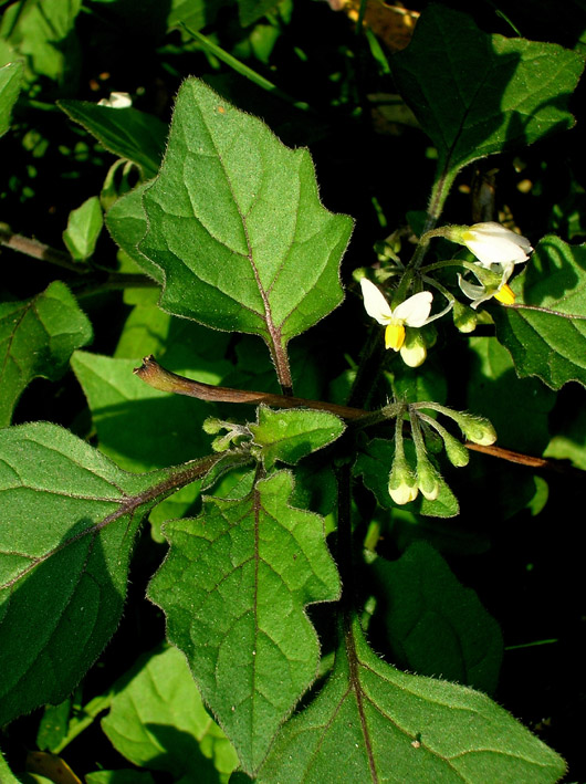 Solanum villosum / Morella rossa