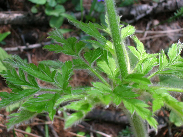 Pulsatilla alpina / Anemone alpino