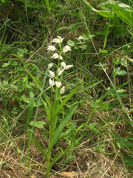 Cephalanthera longifolia