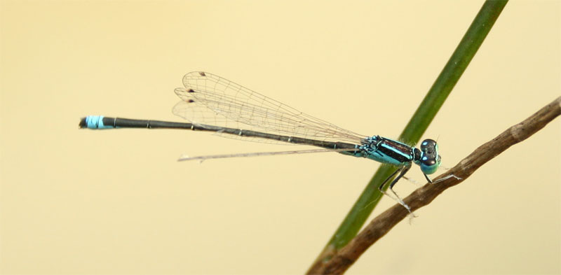 Coenagrionidae: Ischnura pumilio