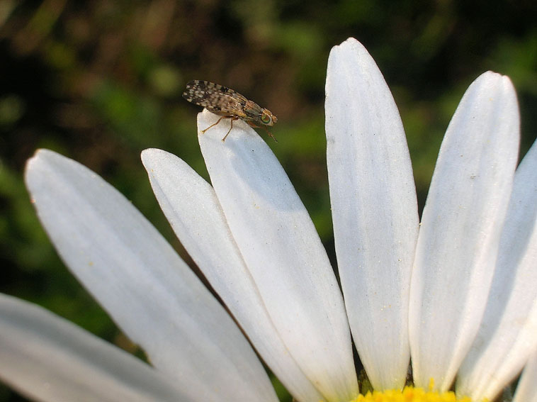 Tephritidae? Si Dioxyna sp.