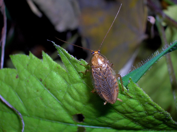 Ectobius sp.