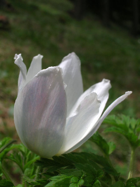 Pulsatilla alpina / Anemone alpino