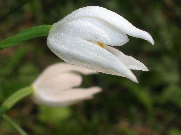 Cephalanthera longifolia