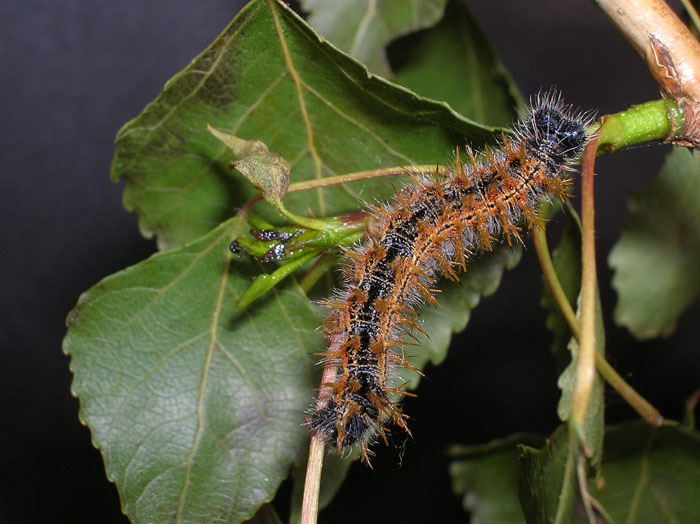 Bruco di Nymphalis polychloros