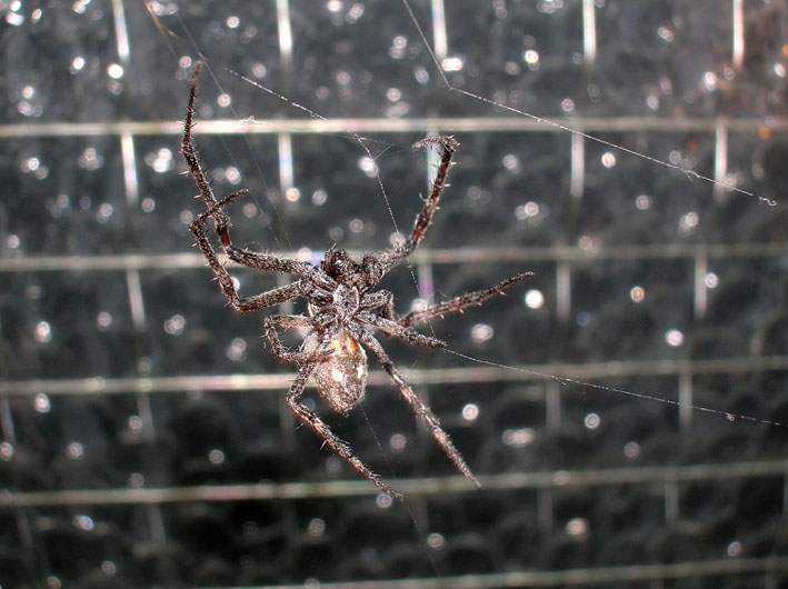 Bestione sul balcone.....Nuctenea umbratica femmina