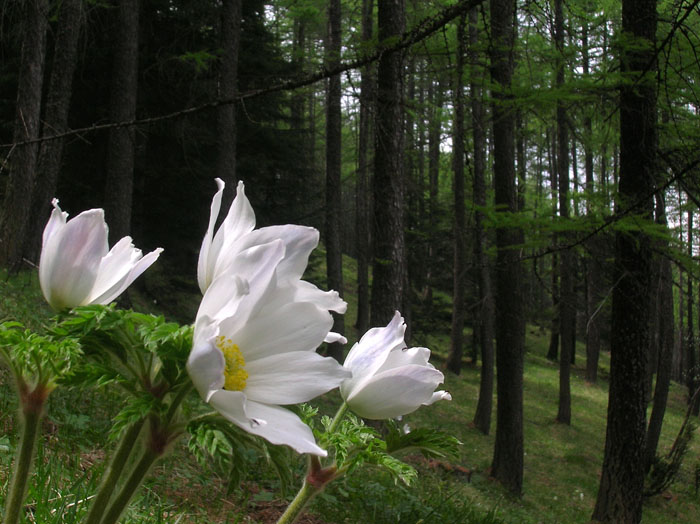 Pulsatilla alpina / Anemone alpino