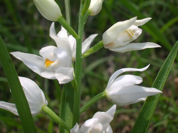 Cephalanthera longifolia