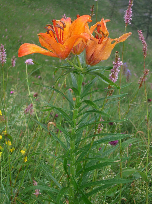 Lilium bulbiferum / Giglio rosso