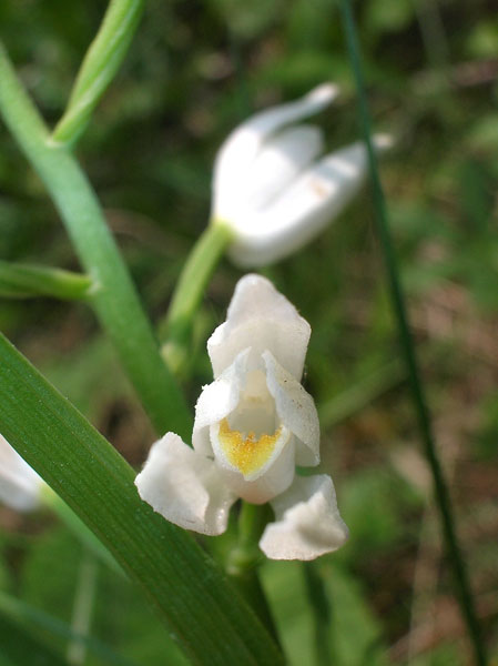 Cephalanthera longifolia