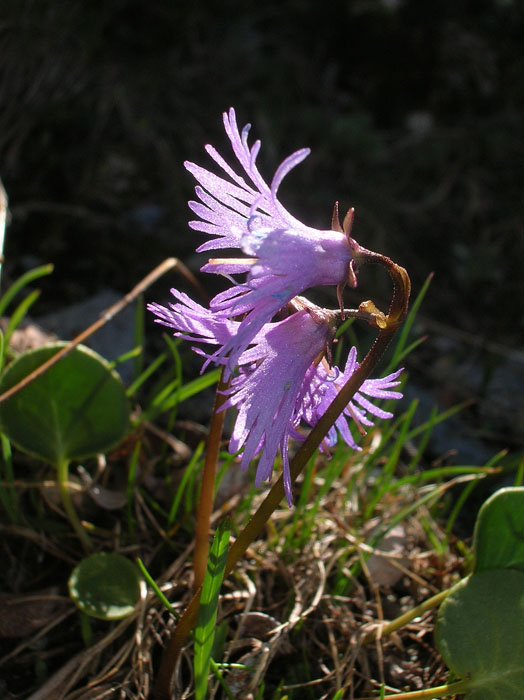 Soldanella alpina / Soldanella comune