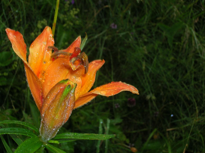 Lilium bulbiferum / Giglio rosso