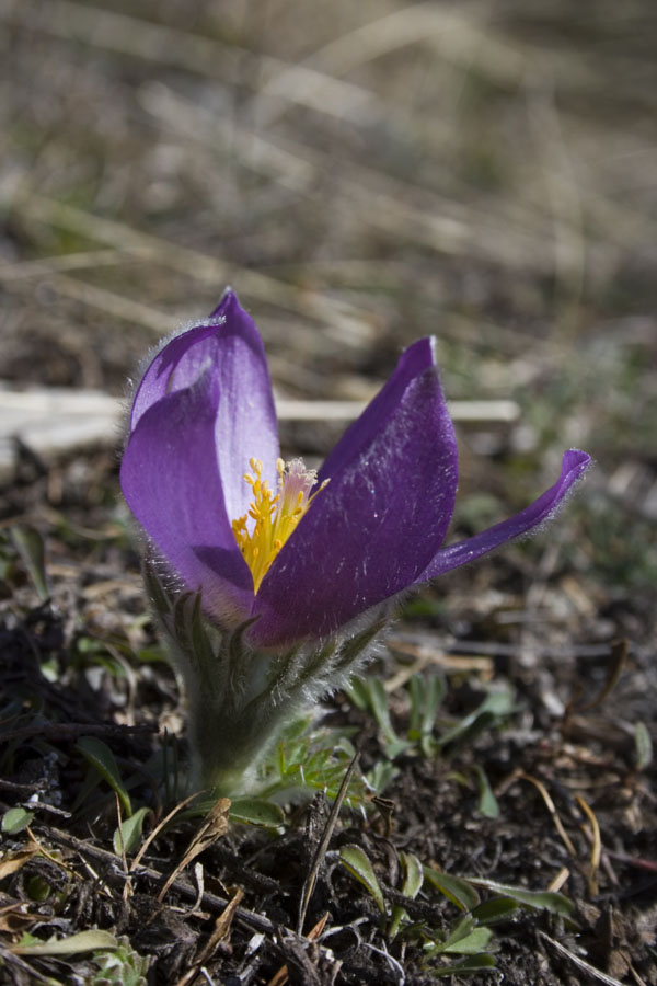 Pulsatilla halleri / Pulsatilla di Haller