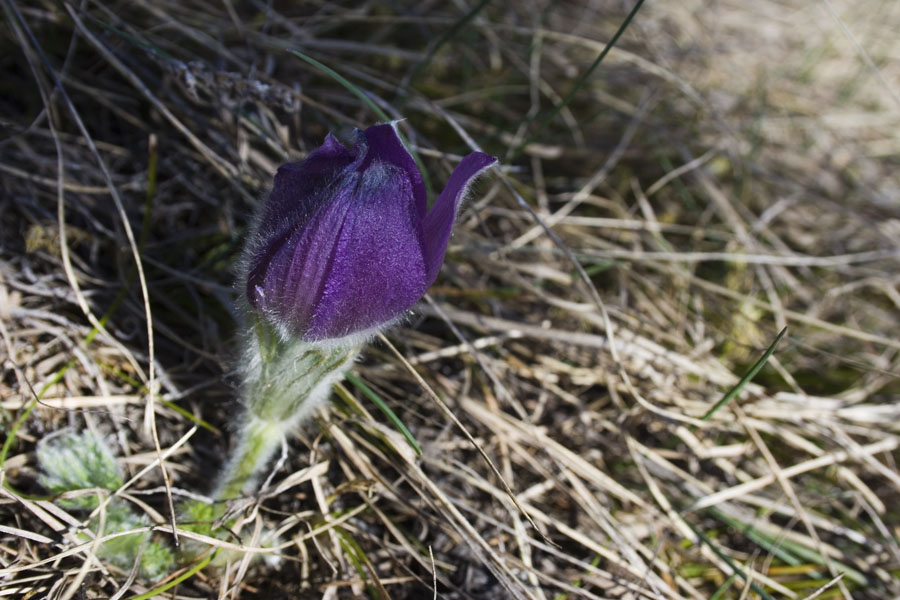 Pulsatilla halleri / Pulsatilla di Haller