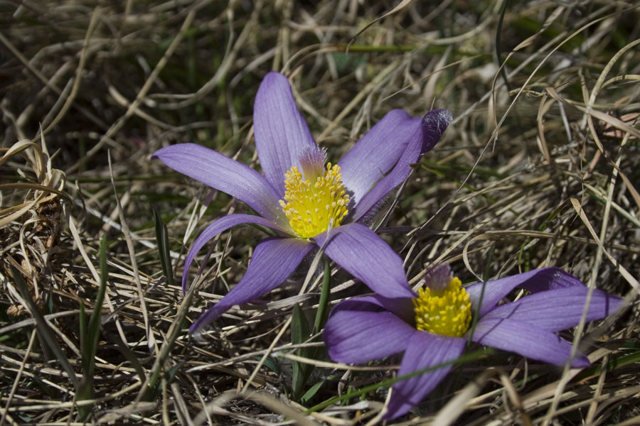 Pulsatilla halleri / Pulsatilla di Haller