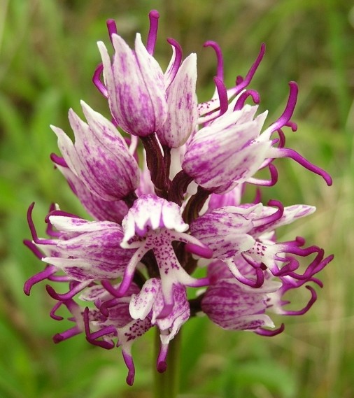 Orchis simia