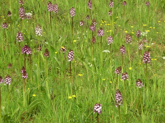 Orchis purpurea