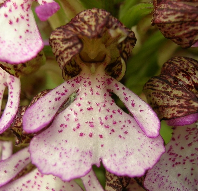 Orchis purpurea