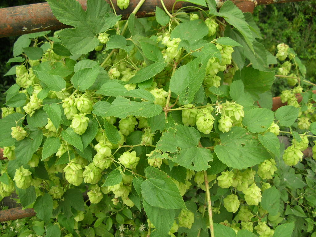 Humulus lupulus / Luppolo