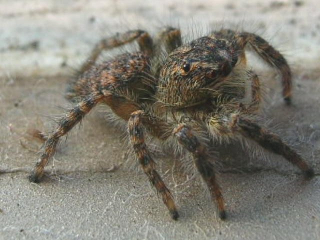 Simpatico ragnetto (Salticidae)