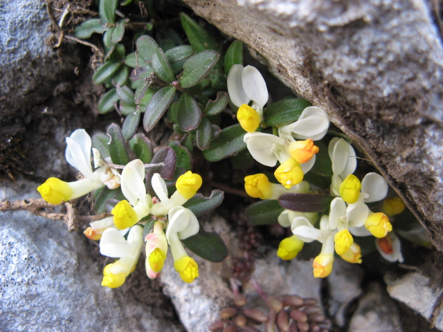 Polygaloides (=Polygala) chamaebuxus / Poligala falso-bosso