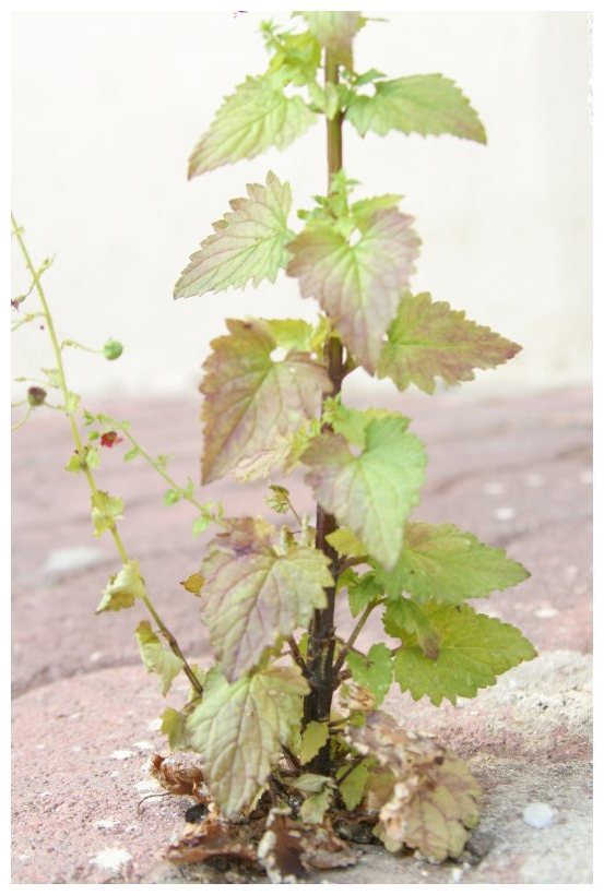 Scrophularia peregrina / Scrofularia annuale