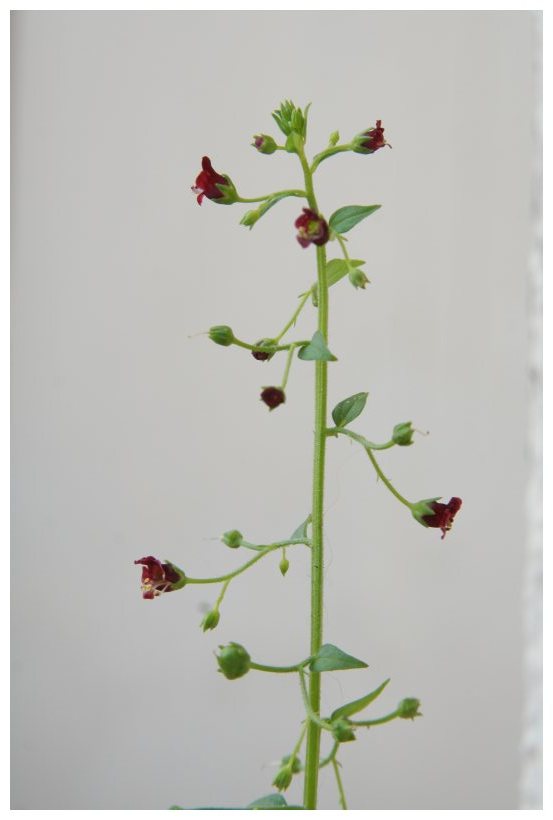 Scrophularia peregrina / Scrofularia annuale