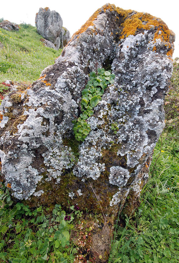 I licheni di Monte Lauro